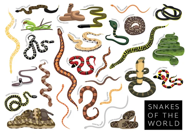 Snakes World Set Cartoon Vector Character — Stock Vector