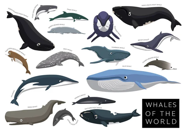 stock vector Whales of the World Set Cartoon Vector Character
