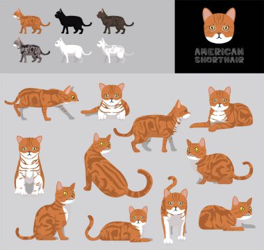 Cat American Shorthair Portakal Çizgi Filmi Vektör Görüntü Renk Değişikliği Ayarları