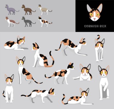 Kedi Calico Cornish Rex Çizgi film Vektör Çizim Rengi Çeşitlemesi