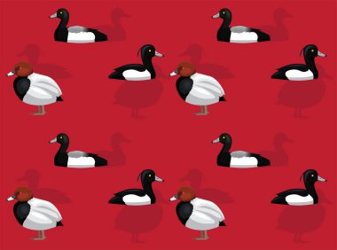 Kuş Pochard Uyuz Ördek Şirin Kusursuz Duvar Kağıdı Arkaplanı