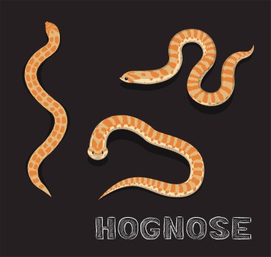 Snake Hognose Çizgi Film Vektörü İllüstrasyonu