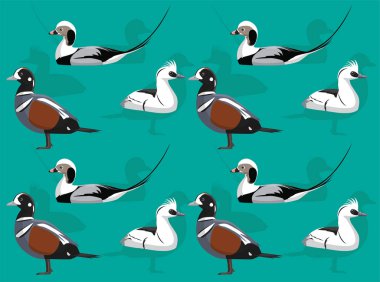 Kuş Denizi Ördeği Şirin, Kusursuz Duvar Kağıdı Arkaplanı