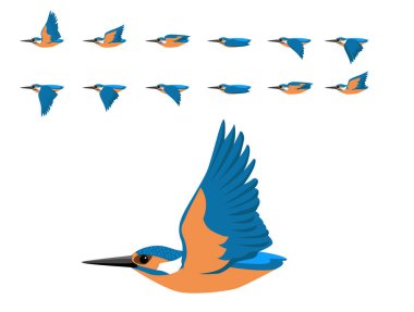 Kuş Yaygın Kingfisher Uçan Animasyon Dizisi Çizgi Film Vektörü
