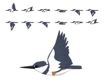 Bird Belted Kingfisher Flying Animation Sequence Cartoon Vector clipart