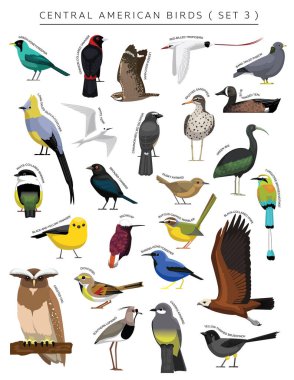 Central American Birds Set Cartoon Vector Character 3 clipart