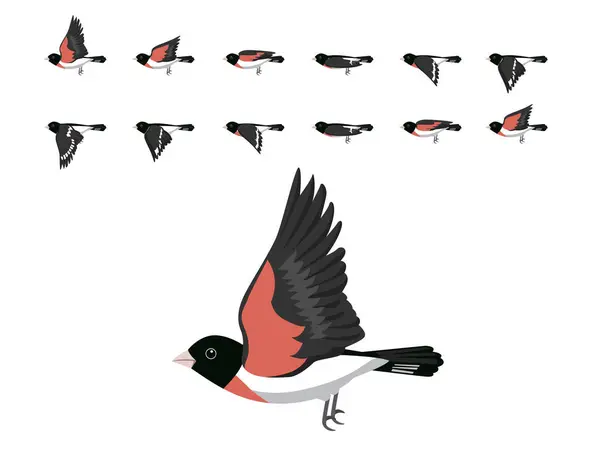Bird Rose Breasted Grosbeak Flying Animation บการ นเวกเตอร ภาพประกอบสต็อกที่ปลอดค่าลิขสิทธิ์
