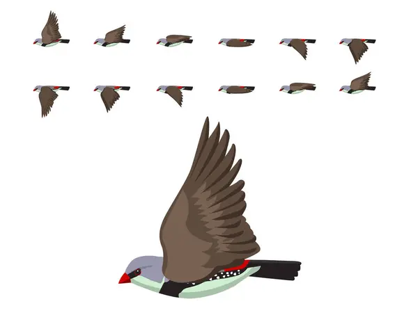 Bird Finch Diamond Firetail Flying Animation บการ นเวกเตอร เวกเตอร์สต็อก