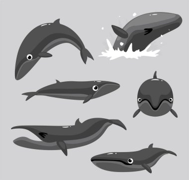 Pygme Sağ Balina Karikatür Vektör Çizim Kümesi