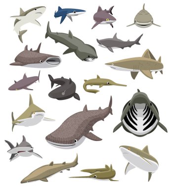 Shark Swimming Poses Set Various Species Cartoon Vector clipart