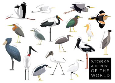 Dünyanın Leylek ve Balıkçıl Karikatür Vektör Karakteri