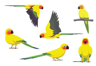Hayvan çizgi filmi Papağan Sun Conure Vektör Resmini Yerleştirdi