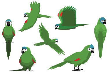 Papağan Hahns Macaw Kırmızı Omuz Kuşu Vektör Resmini Pozlandırdı