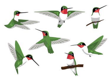 Ruby-Gırtlak Sinek Kuşu Vektör Resimlerini Yerleştirdi