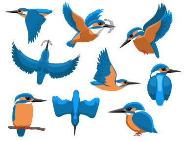 Kingfisher Kuşu Çeşitli Pozisyonlar Çizgi Film Vektör Karakteri