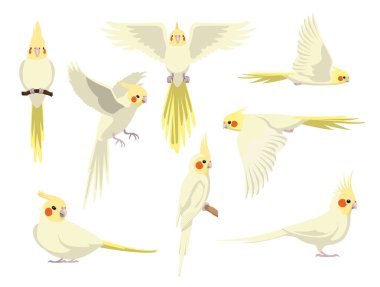 Cockatiel Bird Papağanı Lutino Çeşitli Pozisyonlar Çizgi Film Vektörü Karakteri