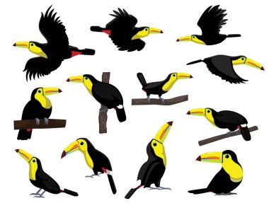 Toucan Kuş Keel-gagalı Egzotik Pozisyonlar Çizgi Film Vektörü Karakteri