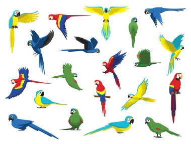 Macaw Papağanı Kuş Türleri Çeşitli Çizgi Film Karakteri Ayarları