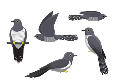 Guguk Kuşu Çeşitli Pozisyonlar Çizgi film Vektör Resimleri İzole Karakter