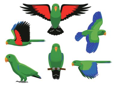 Eclectus Papağan Yeşil Kuş Uçan Çeşitli Pozisyonlar Çizgi Film Vektör Karakteri