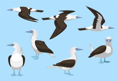 Memeli Kuş Mavi Ayaklı Uçan Ayakta Duran Pozlar Vektör Resimleri