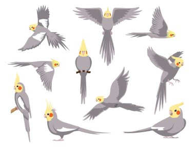 Cockatiel Bird Papağanı Gri Çeşitli Pozisyonlar Çizgi Film Vektör Karakteri