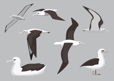 Albatros Deniz Kuşu Çeşitli Pozisyonlar Çizgi film Vektör Resimleri İzole Karakter