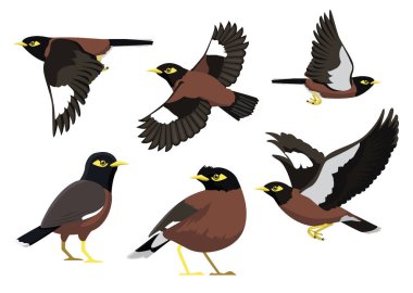 Myna Bird Ortak Pozisyonları Çizgi film Vektör Resimleri İzole Karakter