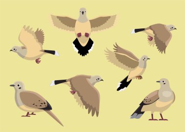 Dove Mourning Bird Çeşitli Pozisyonlar Çizgi film Vektör İllüstrasyonu İzole Karakter