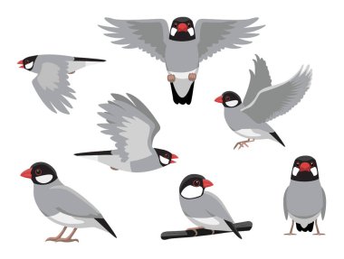 Java Finch Serçe Kuş Egzotik Pozisyonlar Çizgi Film Vektörü Karakteri