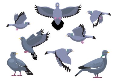 Tahta Güvercin Kuşu Çeşitli Pozisyonlar Çizgi film Vektör Resimleri İzole Karakter