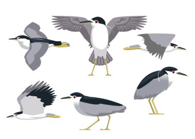 Gece Balıkçıl Çeşitli Pozisyonlar Çizgi film Vektör İllüzyonu İzole Karakter