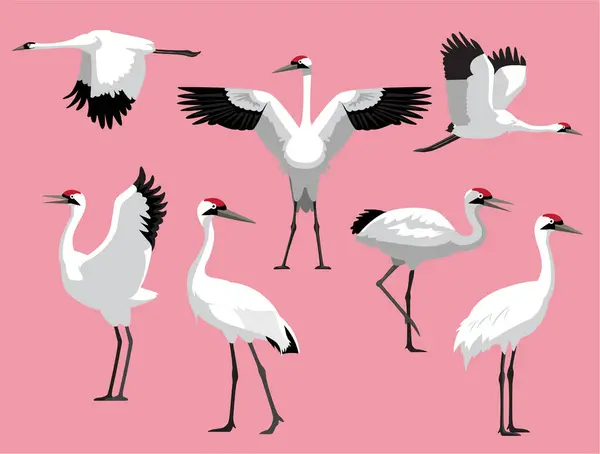 stock vector Whooping Crane Bird Exotic Various Poses Cartoon Vector Character