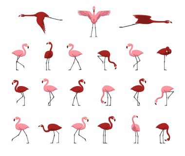 Flamingo Pembe Yürüyen Uçan Uçan Çeşitli Pozisyonlar Çizgi Film Şirin Vektör İllüstrasyonu