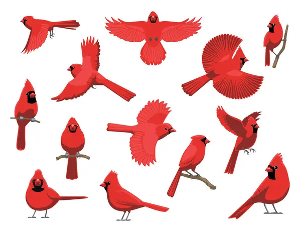 Kuzey Kardinal Kuş Kış Kırmızı Çeşitli Pozisyonlar Çizgi Film Vektör Karakteri