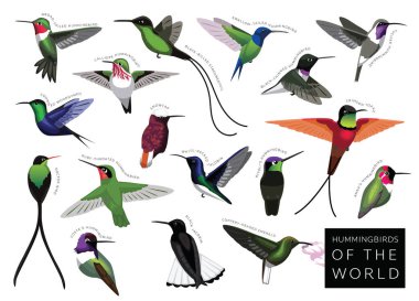 Birds Hummingbirds of the World Set Cartoon Vector Character clipart