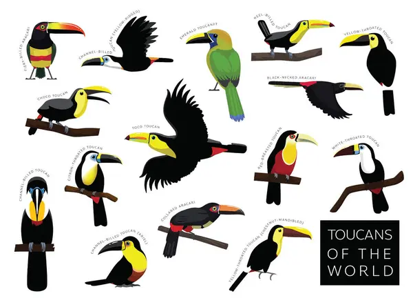 stock vector Birds Toucans of the World Set Cartoon Vector Character