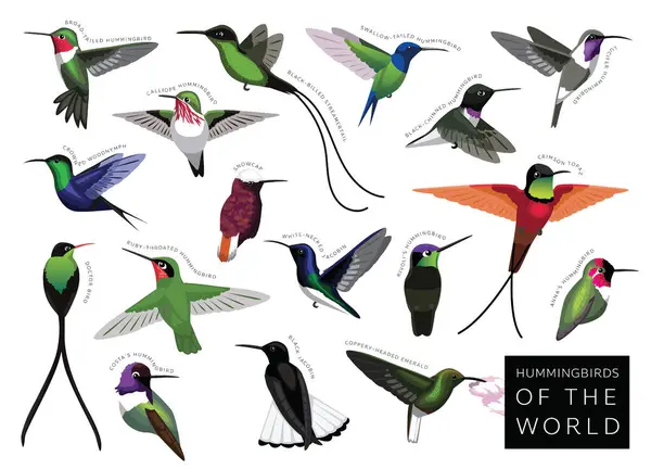 stock vector Birds Hummingbirds of the World Set Cartoon Vector Character