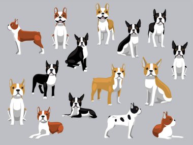 Dog Boston Teriyeri Çeşitli Renkler Çizgi Film Vektörü Karakteri Pozlandırdı