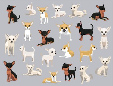 Köpek Chihuahua Çeşitli Renkler Çizgi Film Vektörü Karakteri