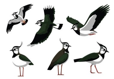 Kuzey Lapwing Kuş Pozisyonu Vektör İllüstrasyonu