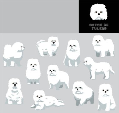 Coton de Tulear Köpek Çizgi Filmi Vektör Gösterimi Renk Değişikliği Ayarları