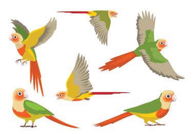 Ananas Yeşili Yanaklı Conure Papağanı Kuş Vektör Resmini Durdurdu