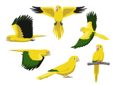 Altın Muhabbet Kuşu Conure Papağanı Çeşitli Pozisyonlar Çizgi Film Vektörü Karakteri