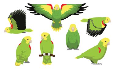 Çift Sarı Başlı Papağan Uçan Kuş Çeşitli Pozisyonlar Çizgi Film Vektörü Karakteri