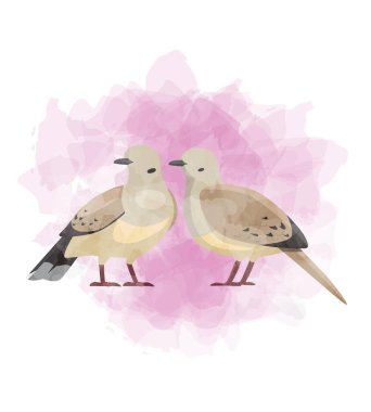 Dove Bird Sevgililer Günü Aşk Kartpostalının Hayvan Sembolü Suluboya Vektör İllüstrasyonu