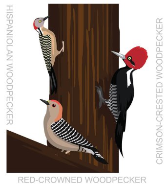 Bird Hispaniolan Woodpecker South American Cartoon Vector clipart