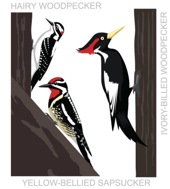 Bird Hairy Woodpecker Sapsucker Cartoon Vector clipart