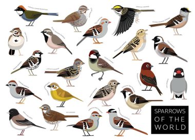 Dünya Çizgi Film Dizisi Vektör Karakterinin Kuşları