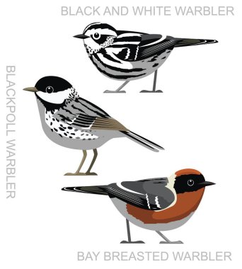 Kuş Bülbülü Siyah ve Beyaz Amerika Çizgi film Vektörü